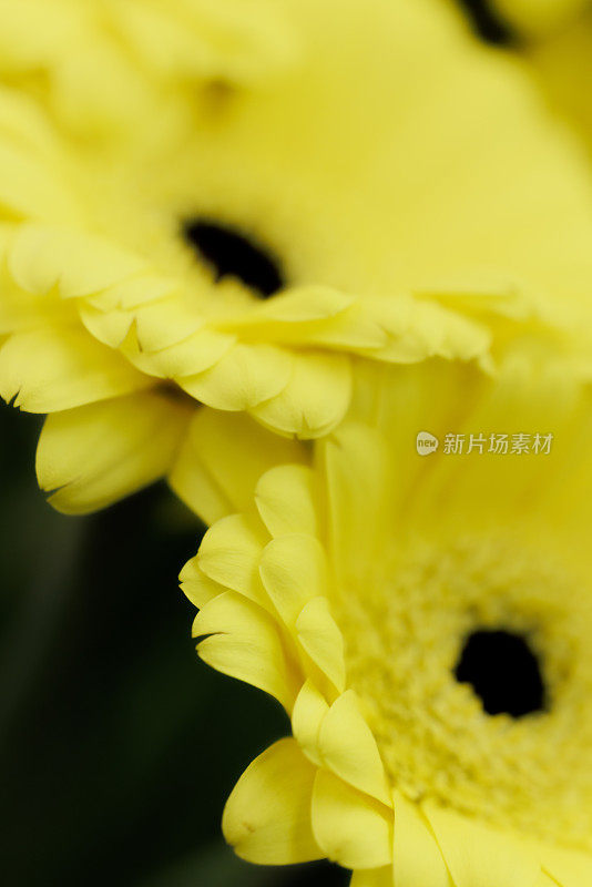 黄色德兰士瓦雏菊(Gerbera Jamesonii)特写选择聚焦边缘花瓣